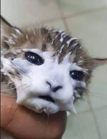 каша